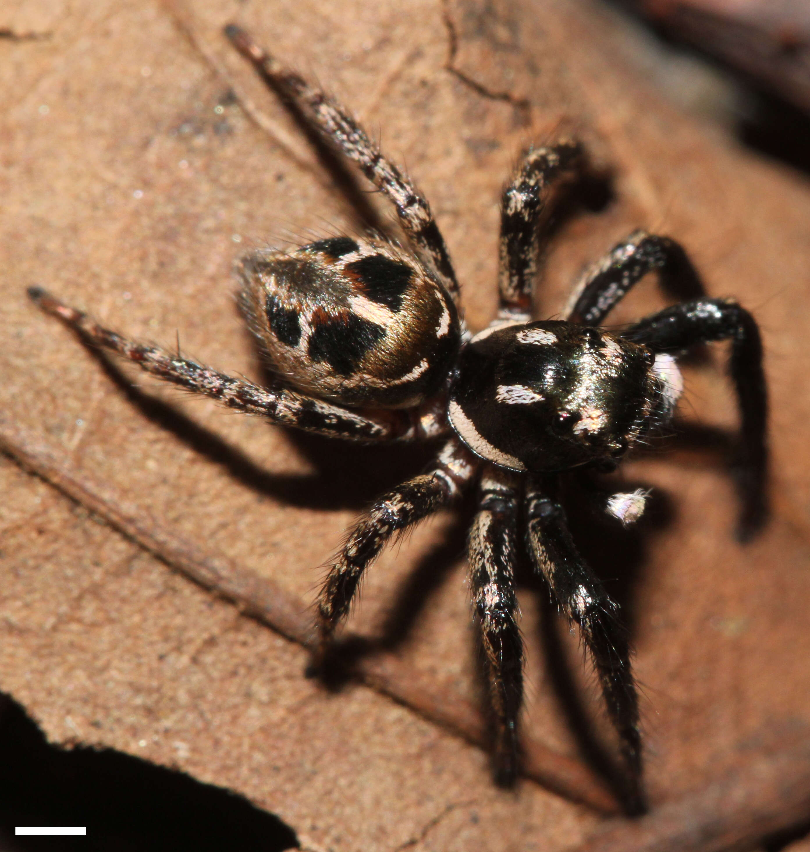 Image of Twinflagged Jumping Spider