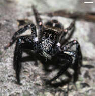 Image of Twinflagged Jumping Spider