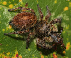 Image of Phidippus princeps (Peckham & Peckham 1883)