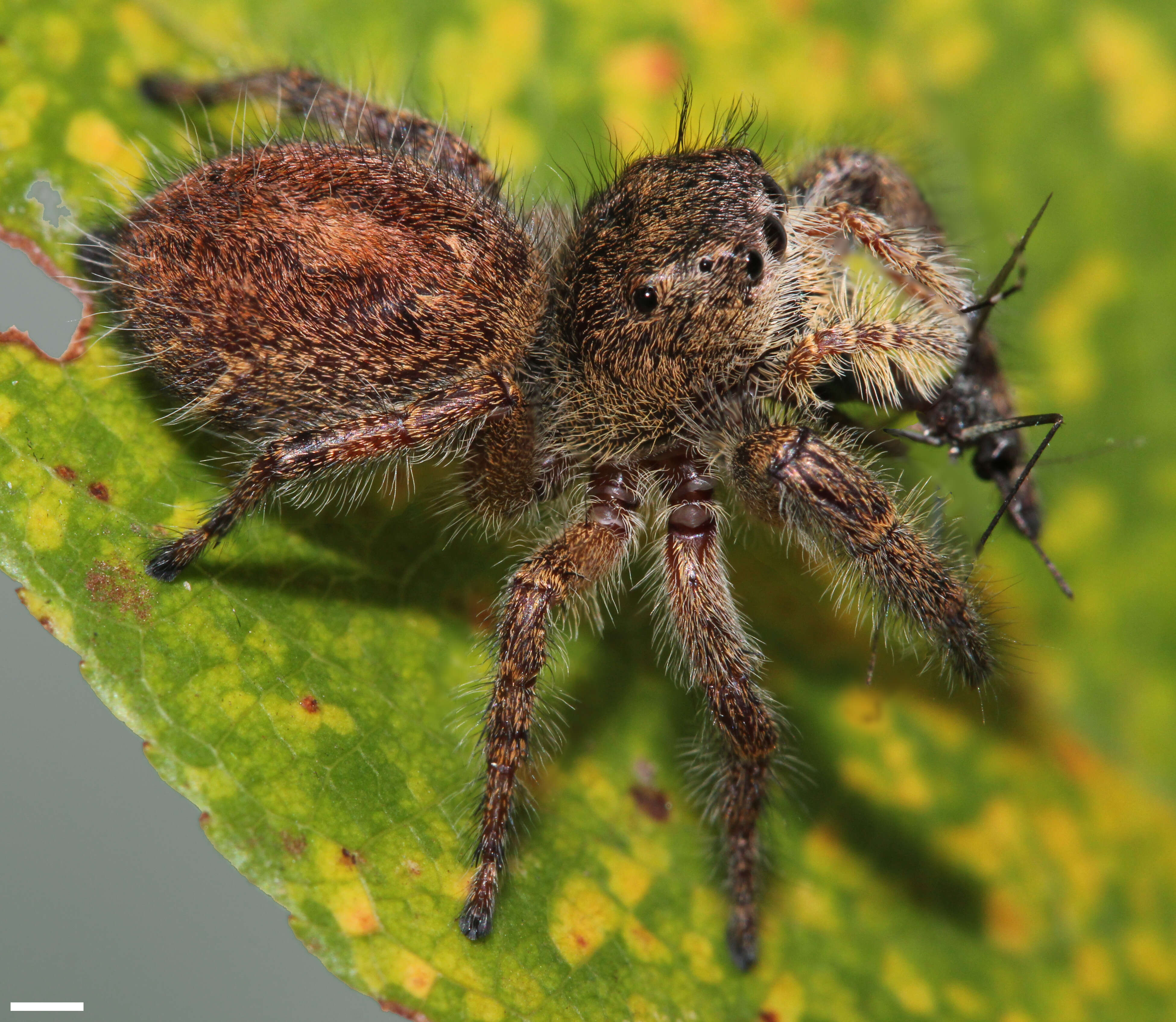 Image of Phidippus princeps (Peckham & Peckham 1883)