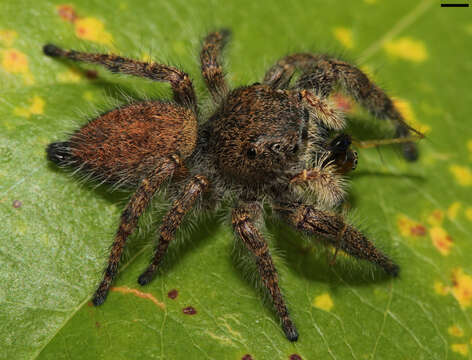 Image of Phidippus princeps (Peckham & Peckham 1883)