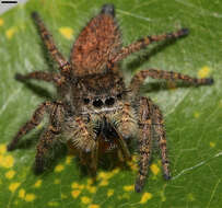 Image of Phidippus princeps (Peckham & Peckham 1883)