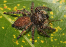 Image of Phidippus princeps (Peckham & Peckham 1883)