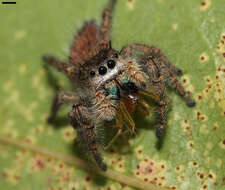 Image of Phidippus princeps (Peckham & Peckham 1883)