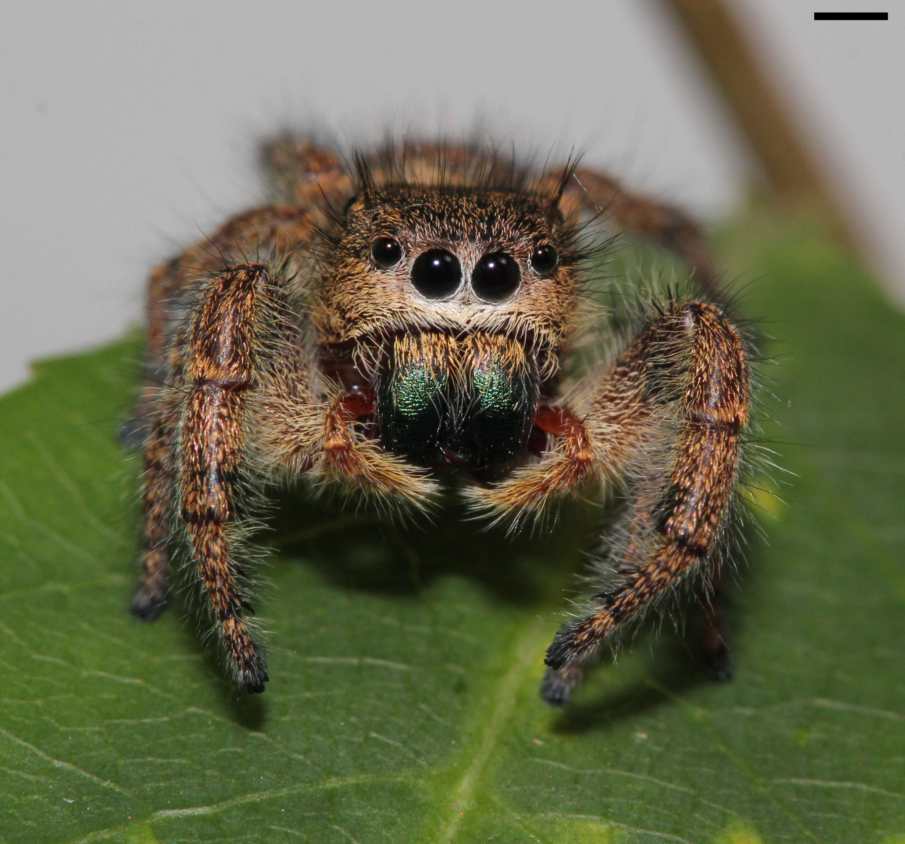 Image of Phidippus princeps (Peckham & Peckham 1883)