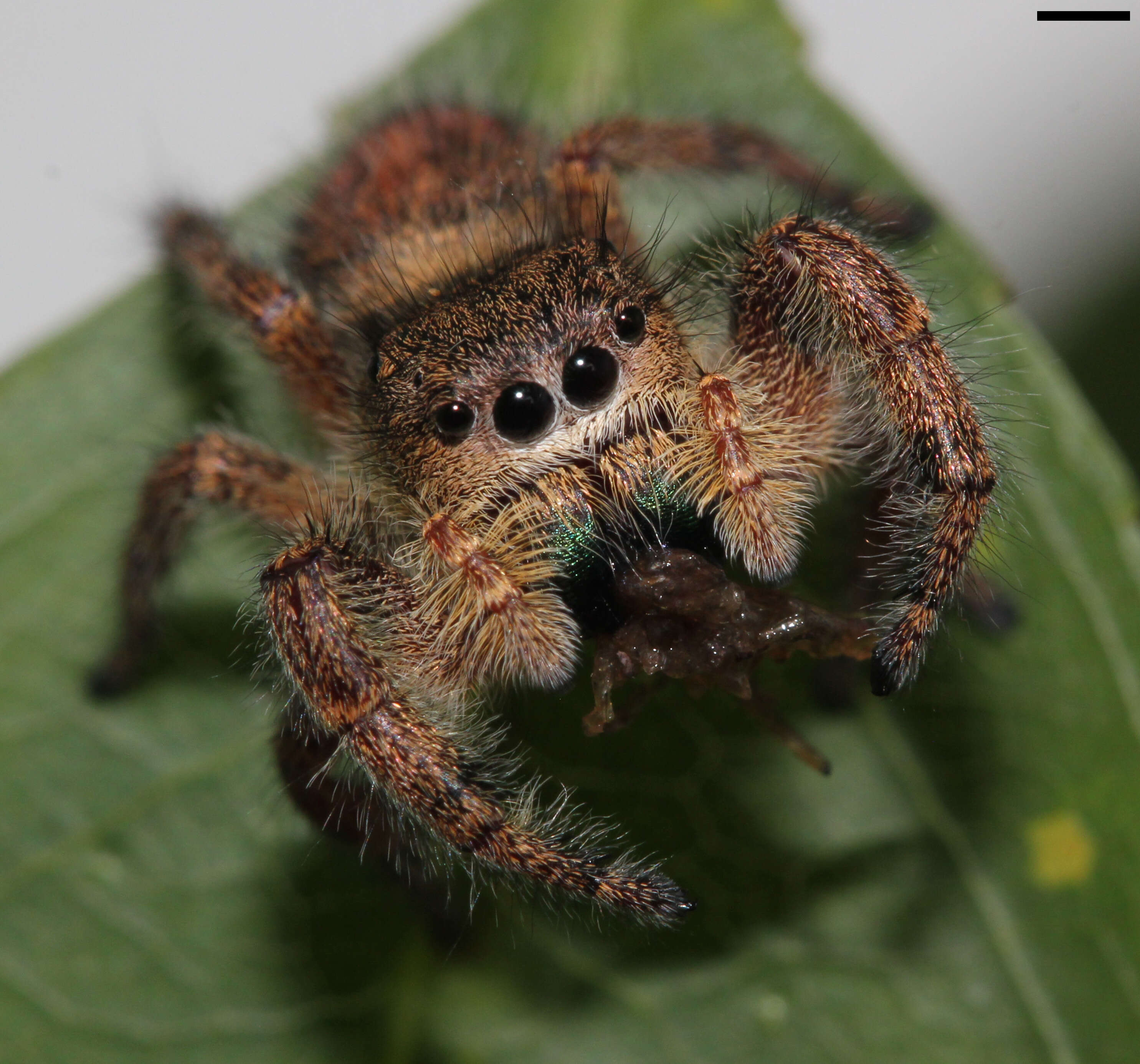 Image of Phidippus princeps (Peckham & Peckham 1883)