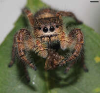 Image of Phidippus princeps (Peckham & Peckham 1883)