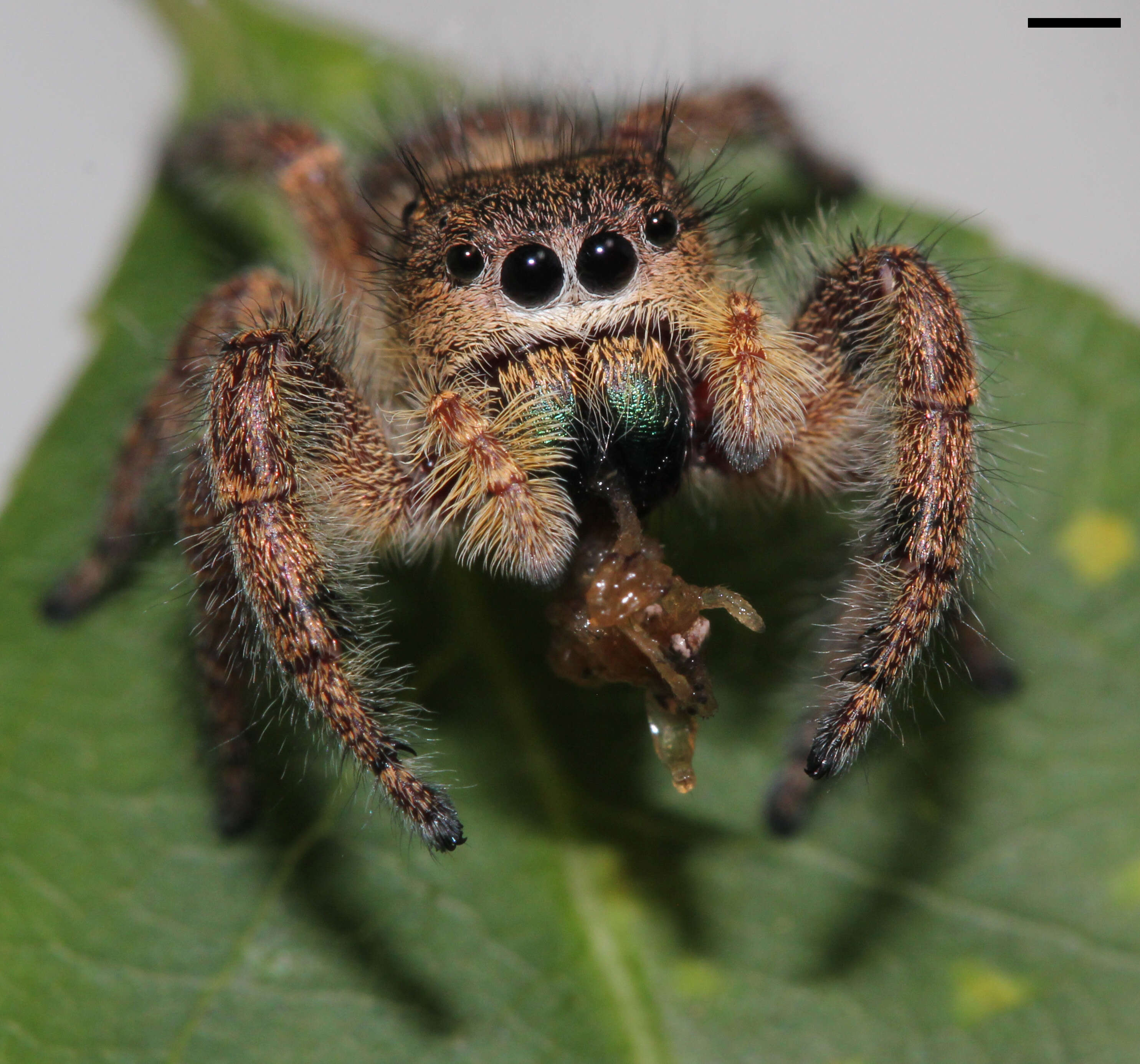 Image of Phidippus princeps (Peckham & Peckham 1883)