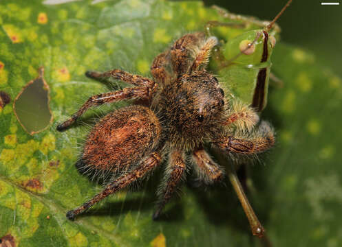 Image of Phidippus princeps (Peckham & Peckham 1883)