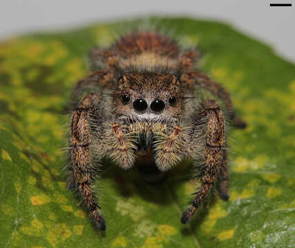 Image of Phidippus princeps (Peckham & Peckham 1883)