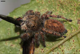 Image of Phidippus princeps (Peckham & Peckham 1883)