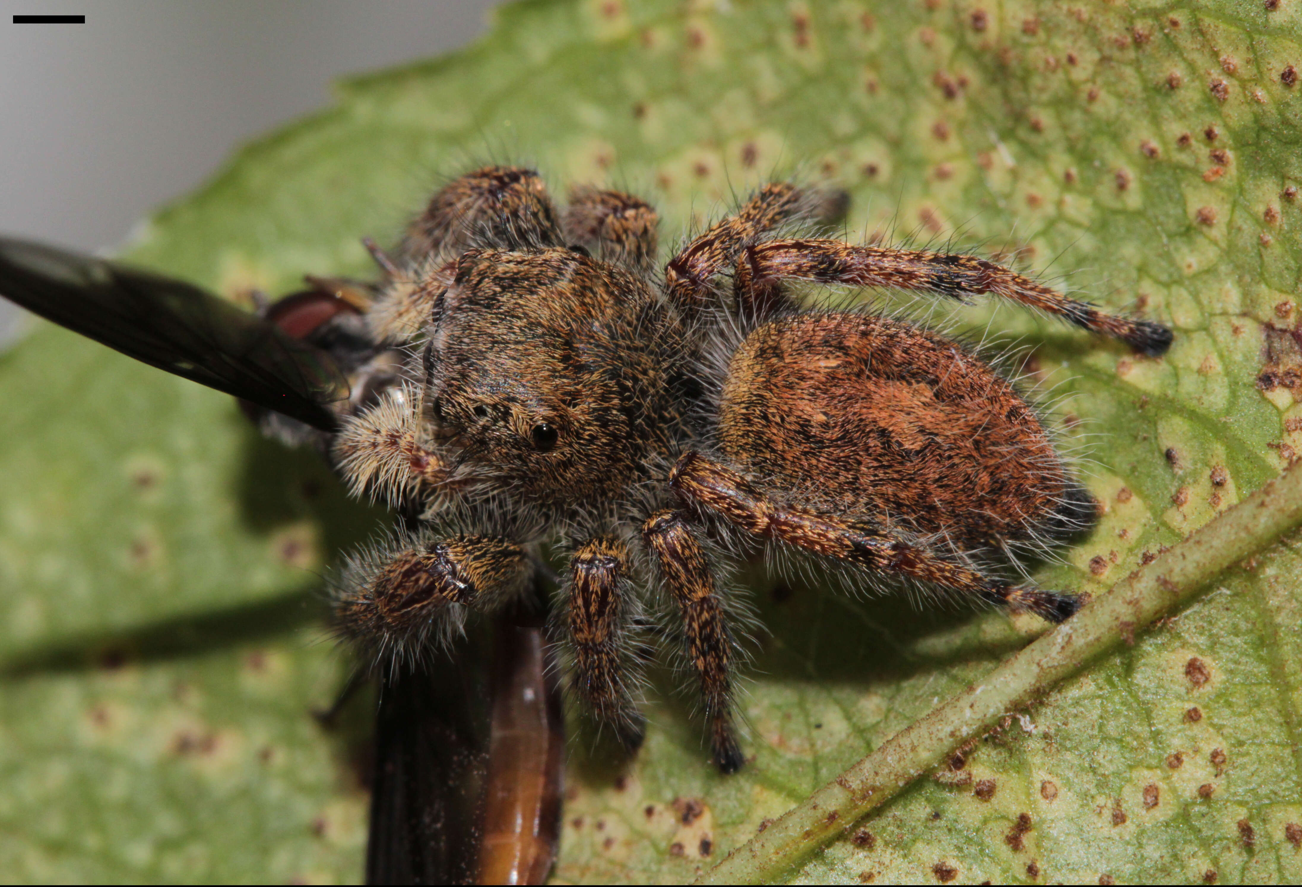 Image of Phidippus princeps (Peckham & Peckham 1883)