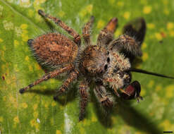 Image of Phidippus princeps (Peckham & Peckham 1883)