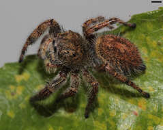 Image of Phidippus princeps (Peckham & Peckham 1883)