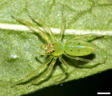 Image of Magnolia Green Jumper