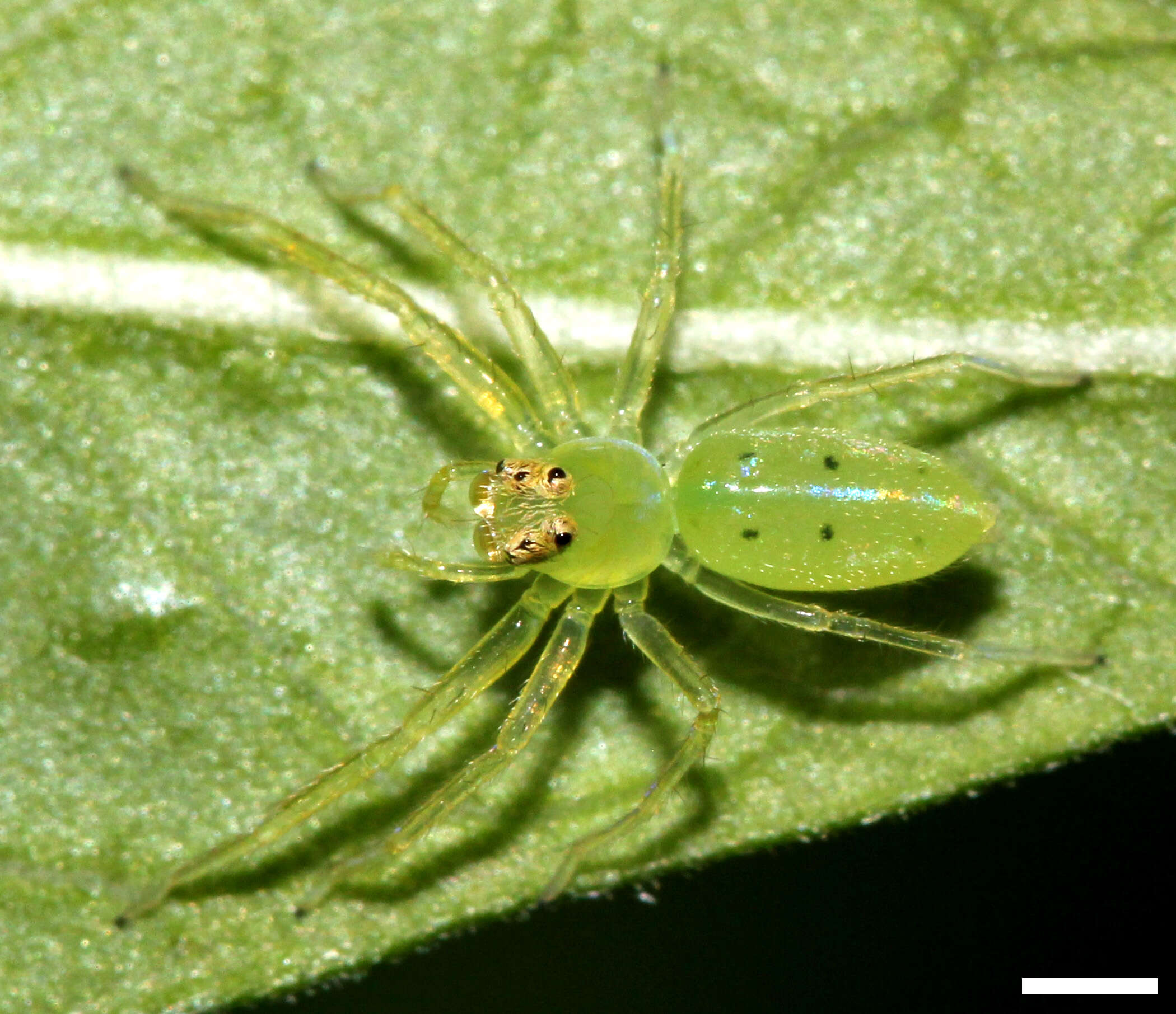 Image of Magnolia Green Jumper