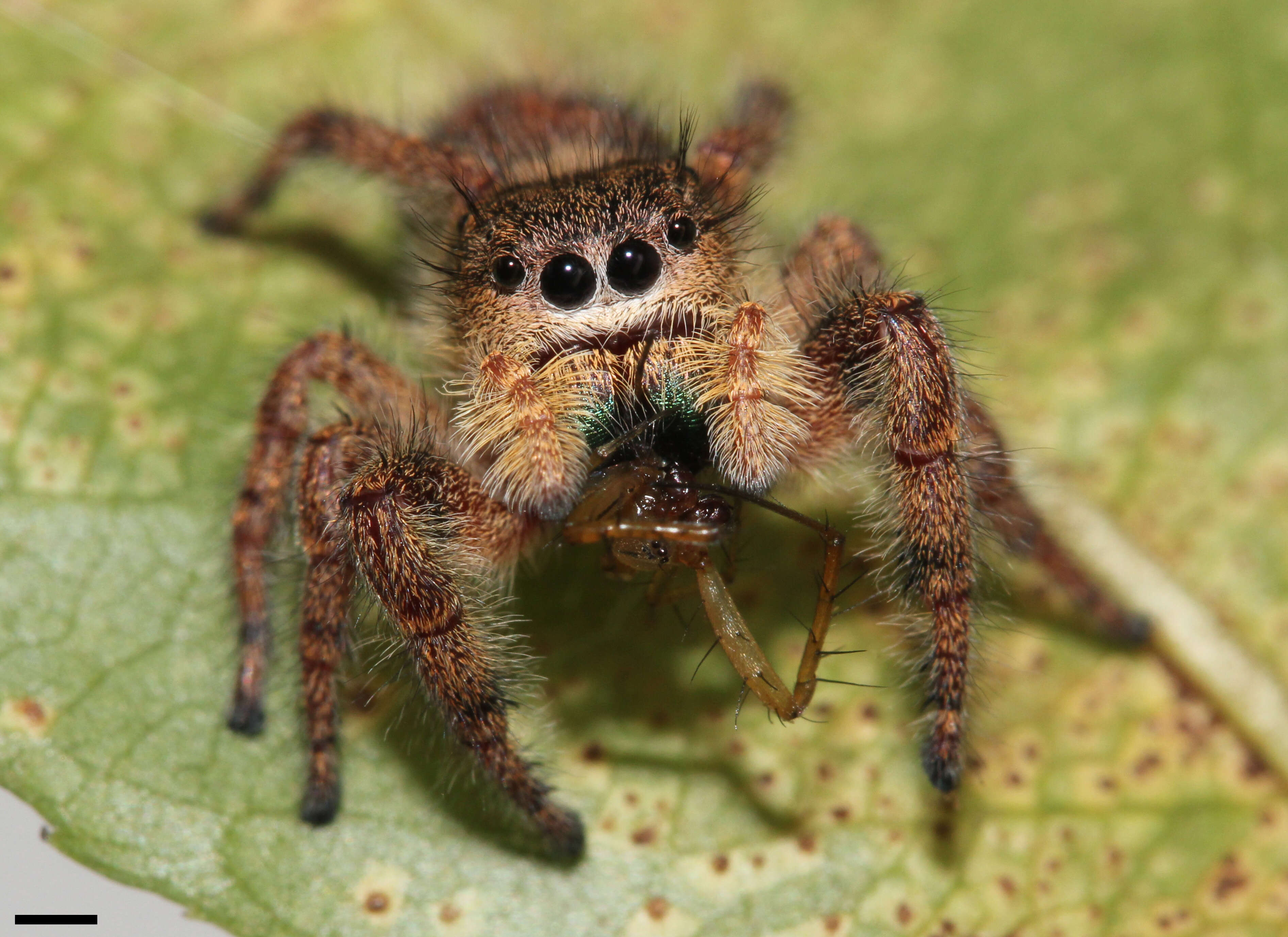 Image of Phidippus princeps (Peckham & Peckham 1883)