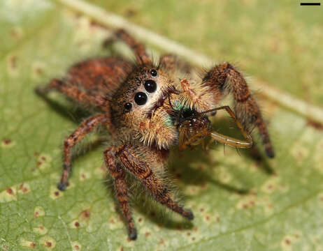 Image of Phidippus princeps (Peckham & Peckham 1883)