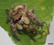 Image of Phidippus princeps (Peckham & Peckham 1883)