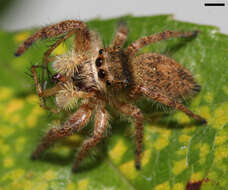 Image of Phidippus princeps (Peckham & Peckham 1883)