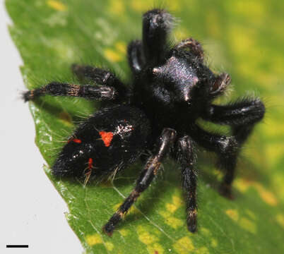 Image of Bold Jumper