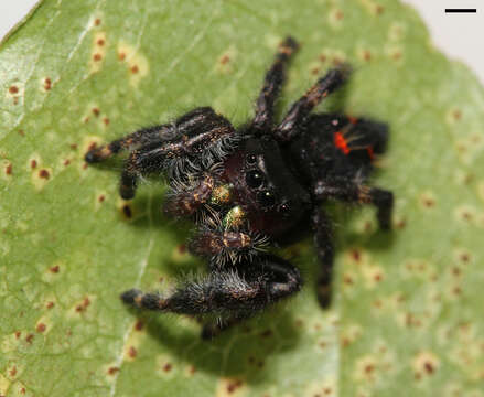 Phidippus audax (Hentz 1845) resmi