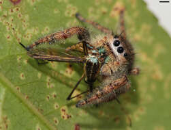 Image of Phidippus princeps (Peckham & Peckham 1883)