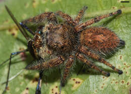 Image of Phidippus princeps (Peckham & Peckham 1883)