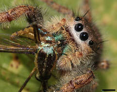 Image of Phidippus princeps (Peckham & Peckham 1883)