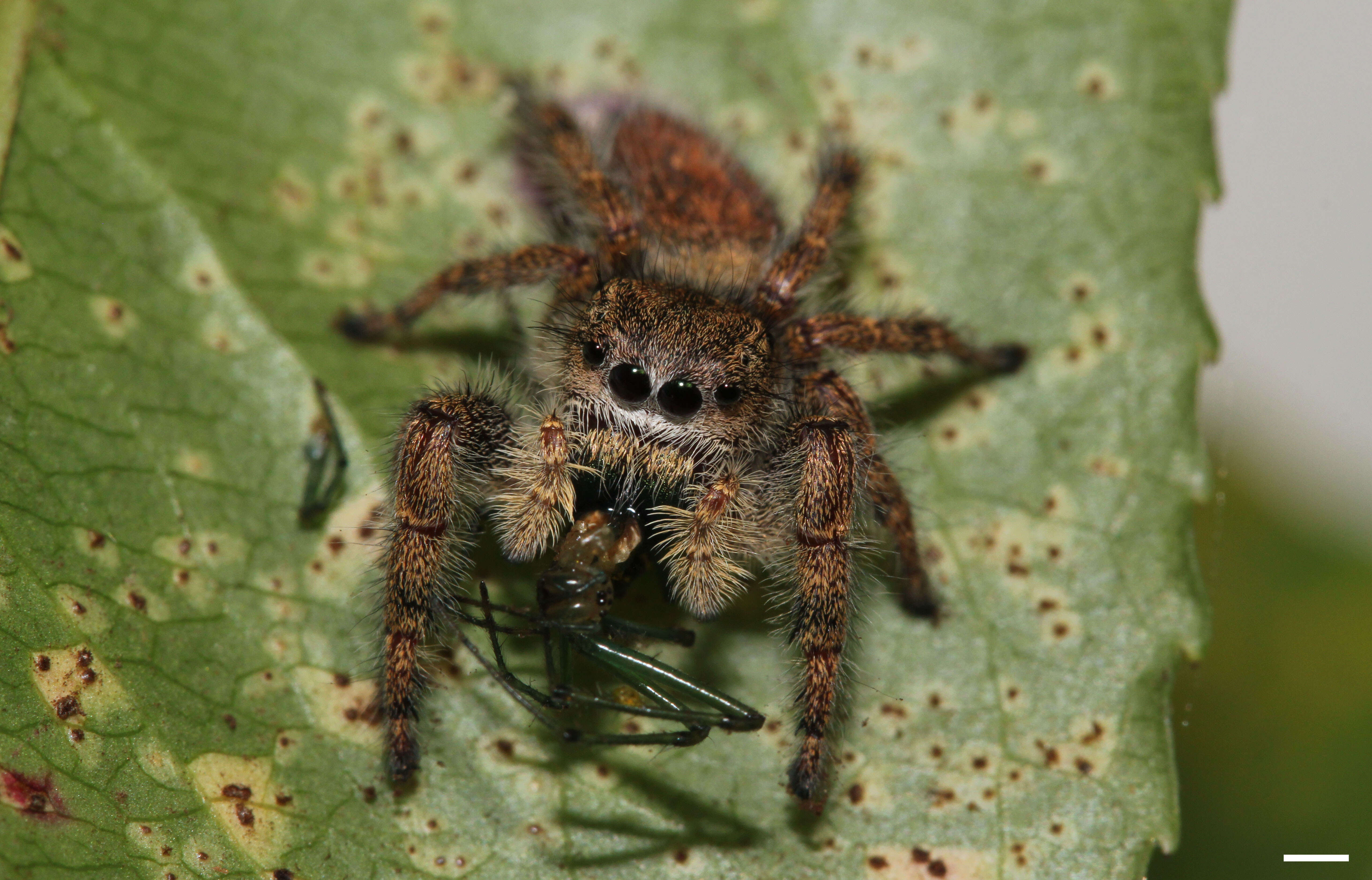 Image of Phidippus princeps (Peckham & Peckham 1883)