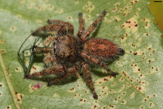 Image of Phidippus princeps (Peckham & Peckham 1883)