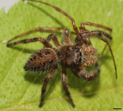 Image of Phidippus princeps (Peckham & Peckham 1883)