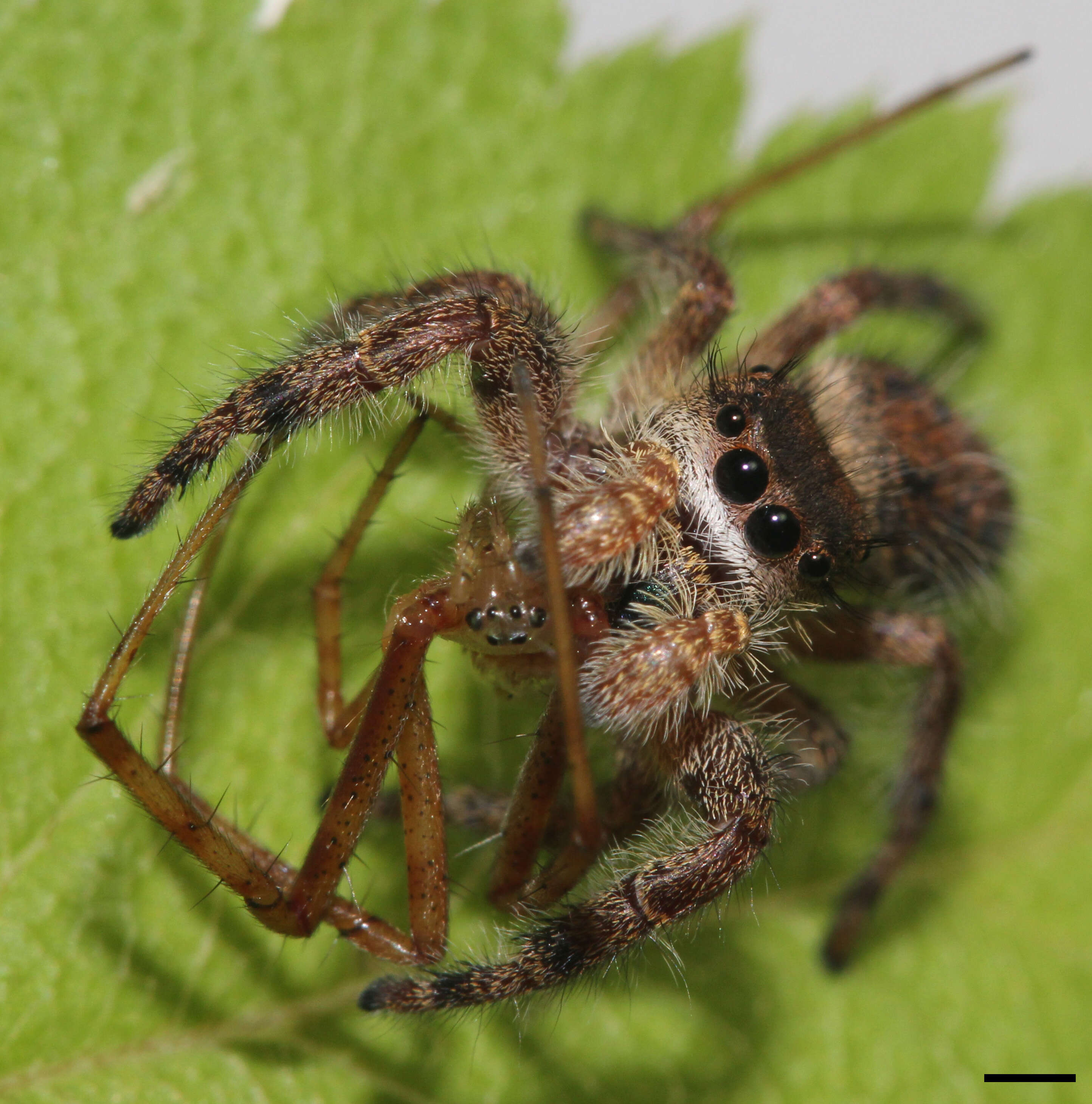 Image of Phidippus princeps (Peckham & Peckham 1883)