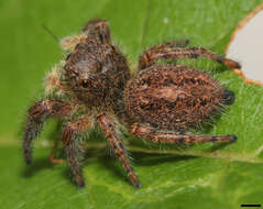 Image of Phidippus princeps (Peckham & Peckham 1883)