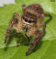 Image of Phidippus princeps (Peckham & Peckham 1883)