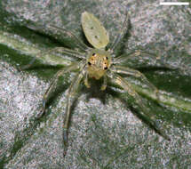 Image of Magnolia Green Jumper