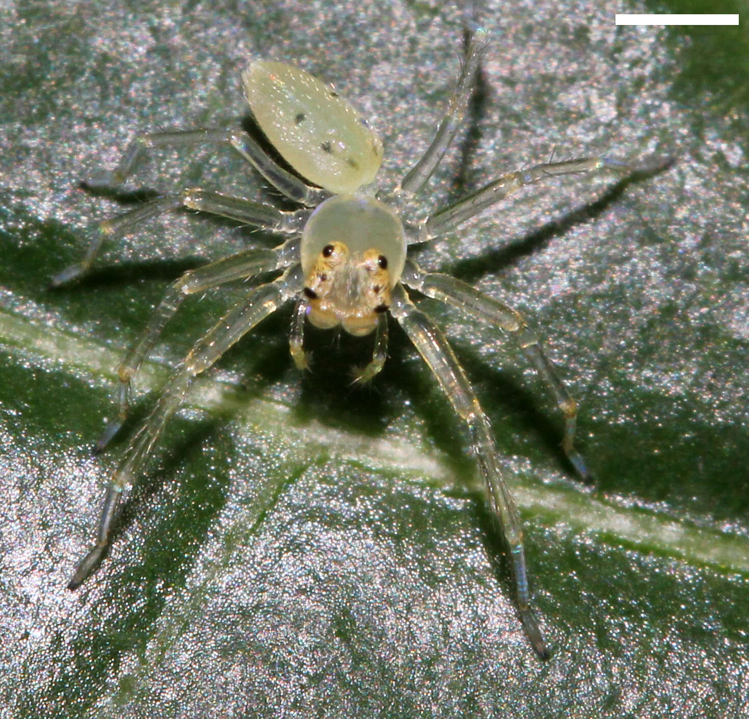 Image of Magnolia Green Jumper