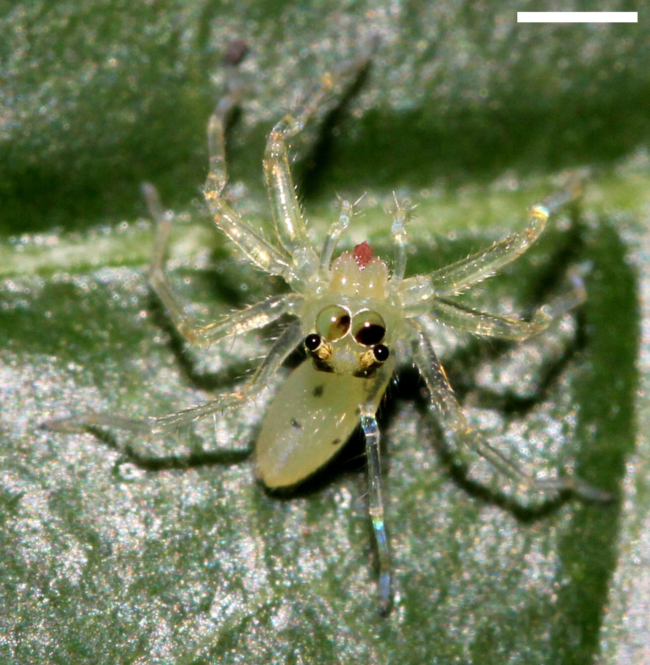 Image of Magnolia Green Jumper