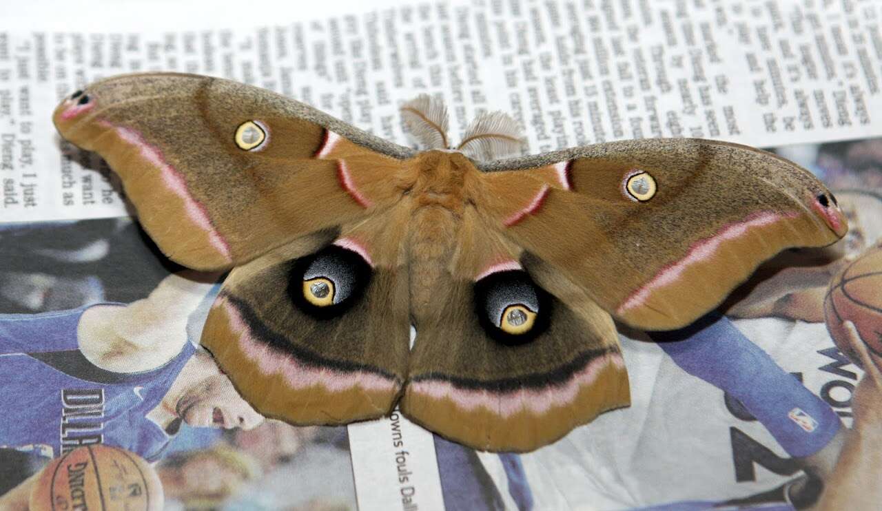 Image of Antheraea subgen. Telea Hübner (1819)