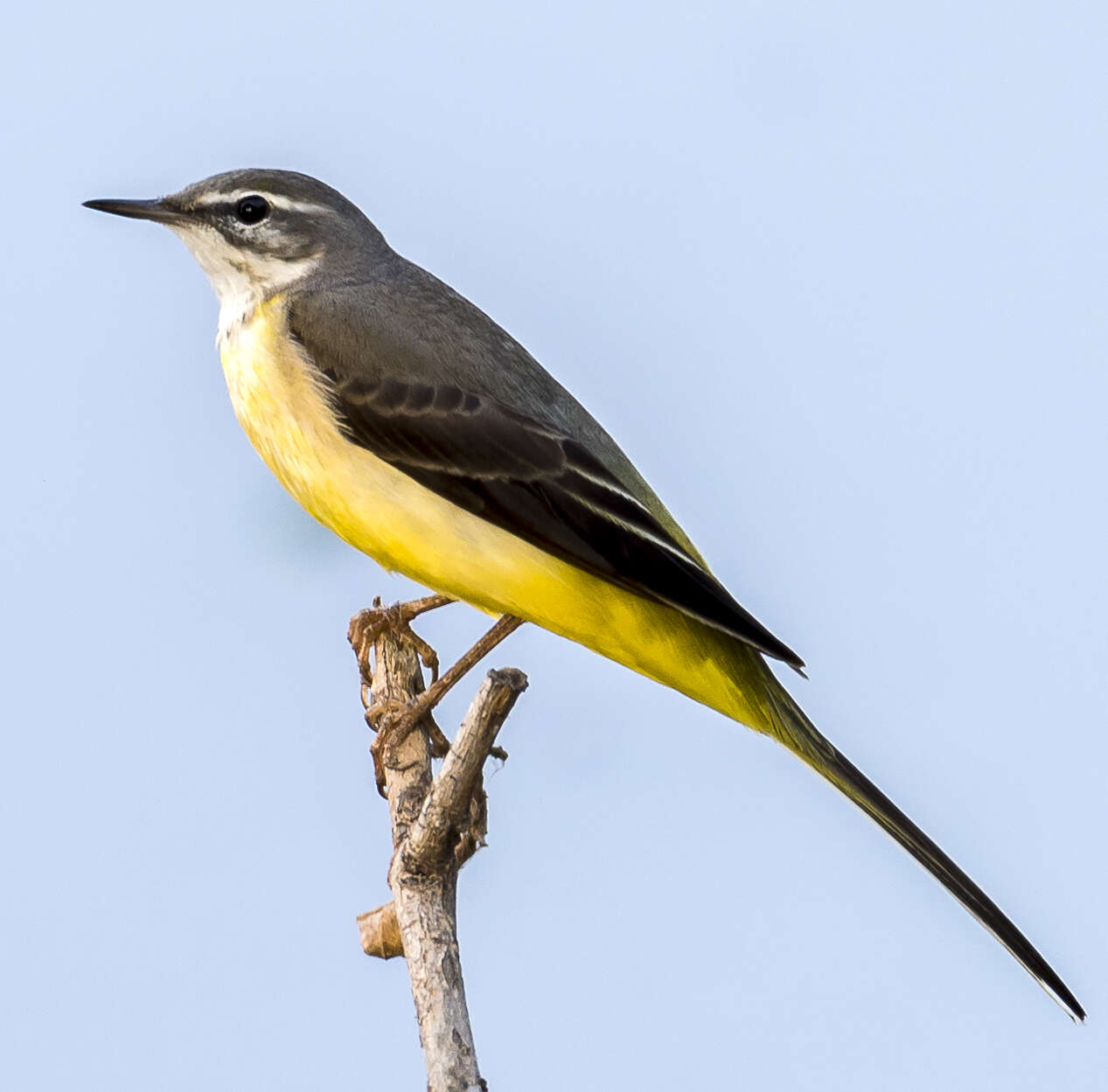 Image of Grey Wagtail