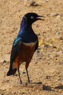 Image of Superb Starling