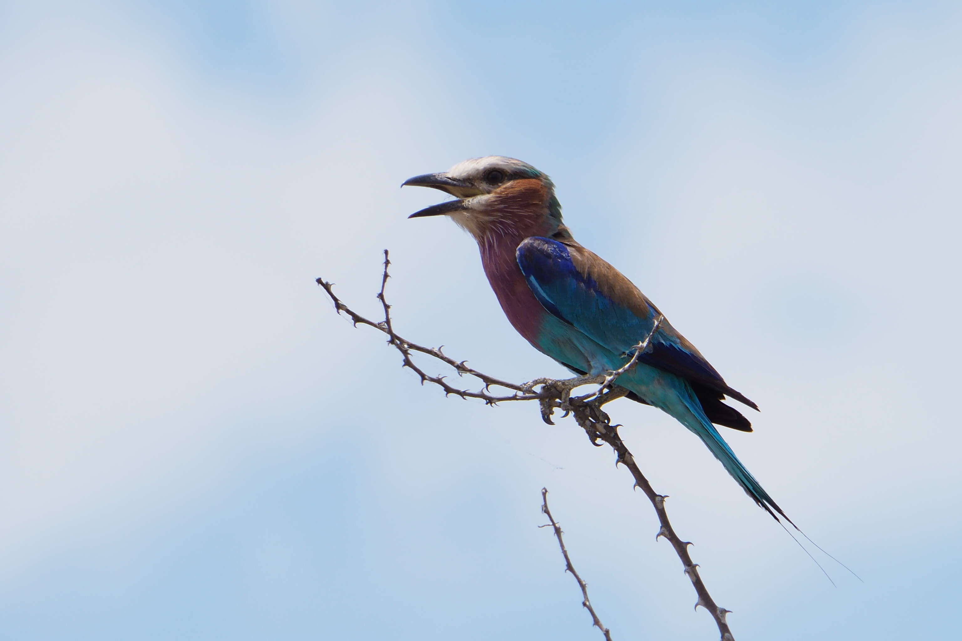 Image of Lilac-breasted Roller