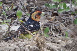 Image of Crested Barbet