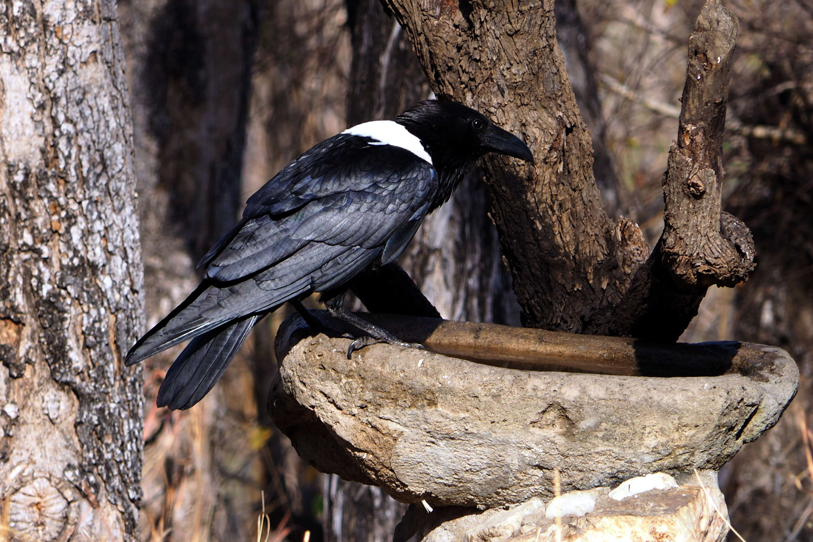 Image of Pied Crow