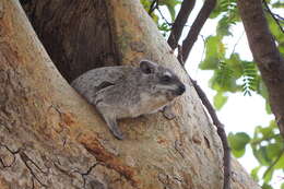 Imagem de Dendrohyrax arboreus