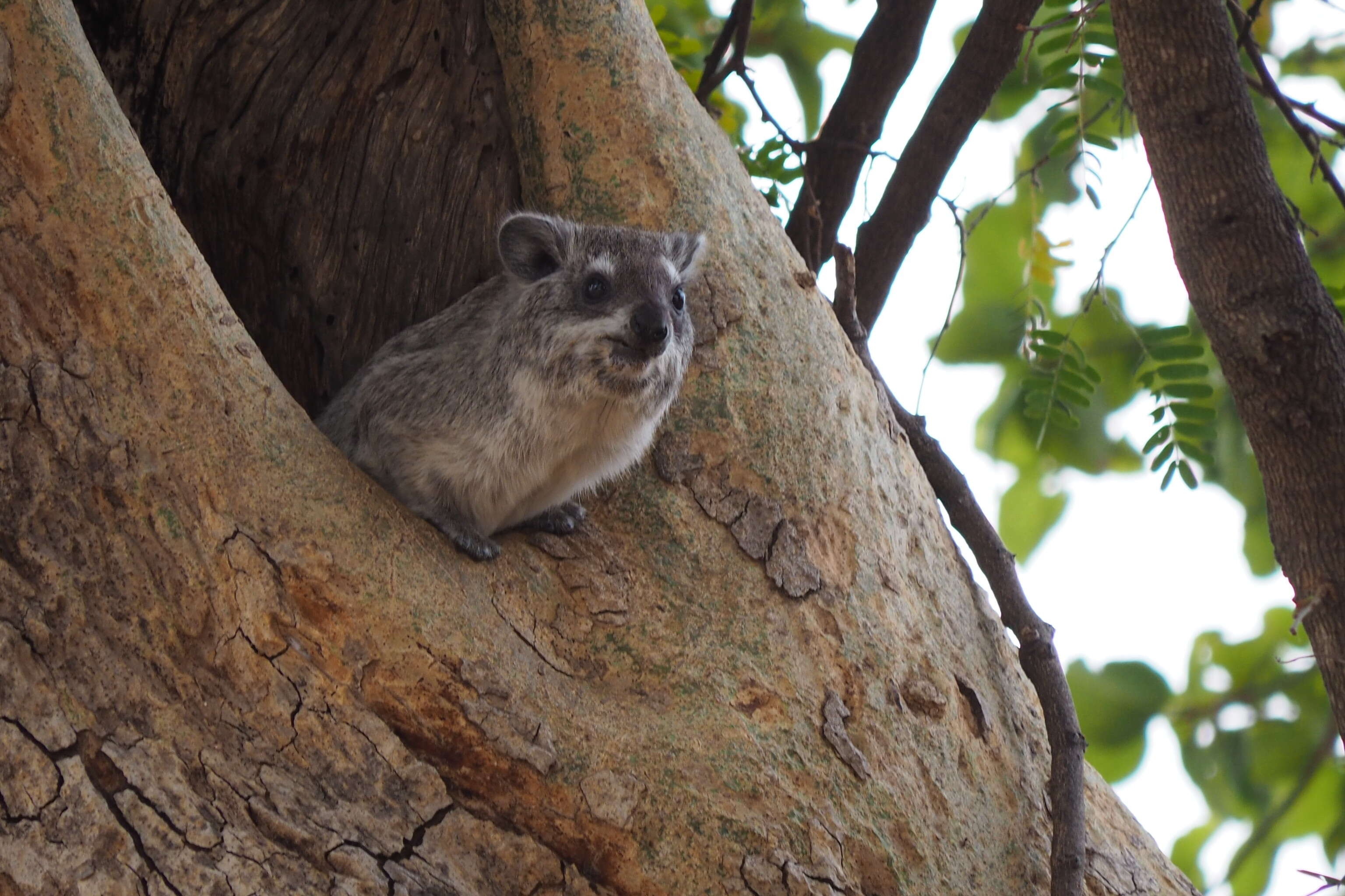 Imagem de Dendrohyrax arboreus