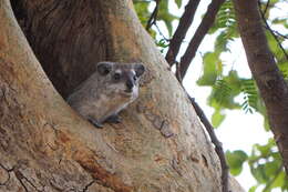 Imagem de Dendrohyrax arboreus