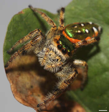 Image of Golden jumping spider