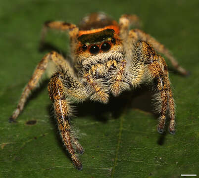 Image of Golden jumping spider