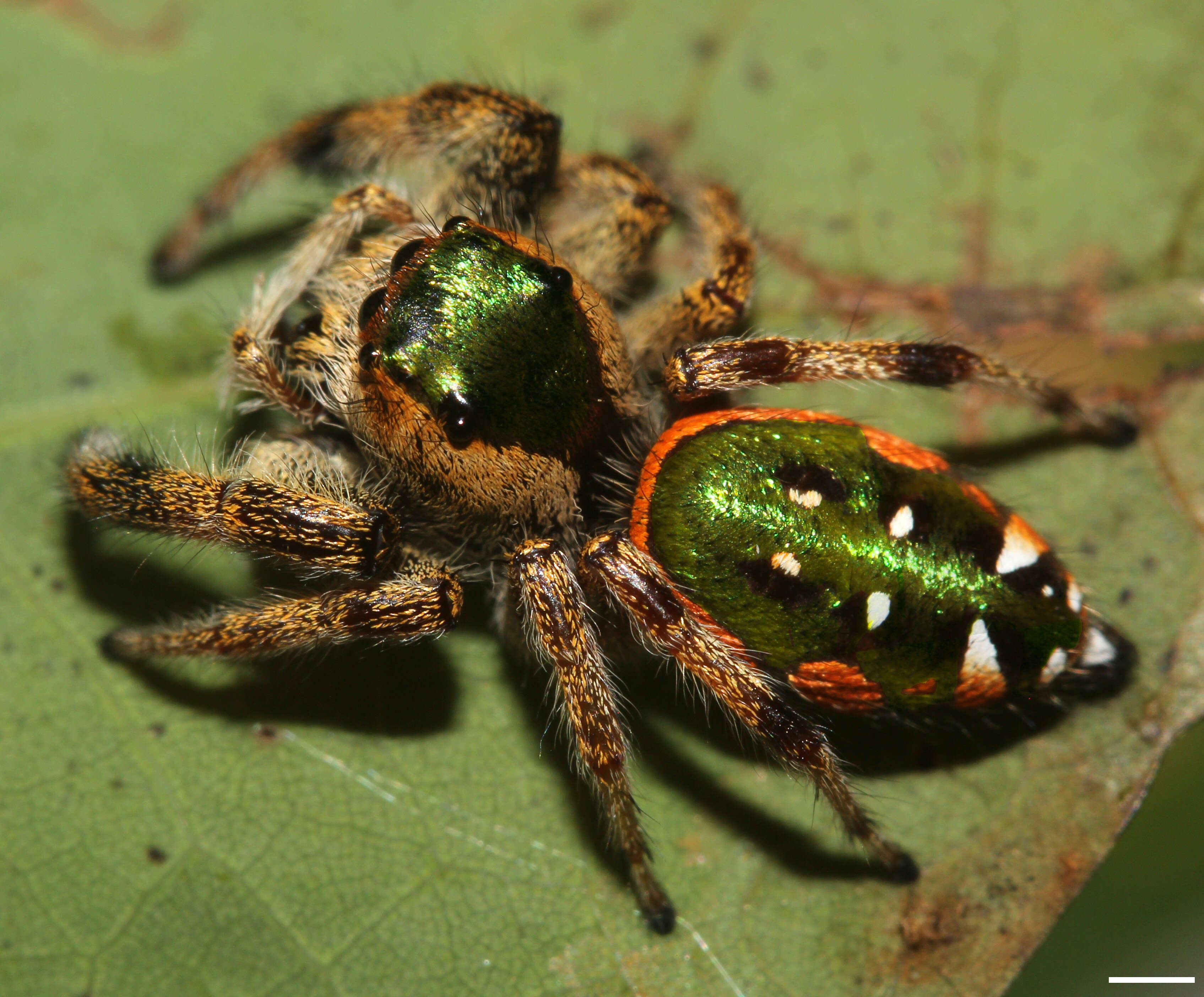 Image of Golden jumping spider